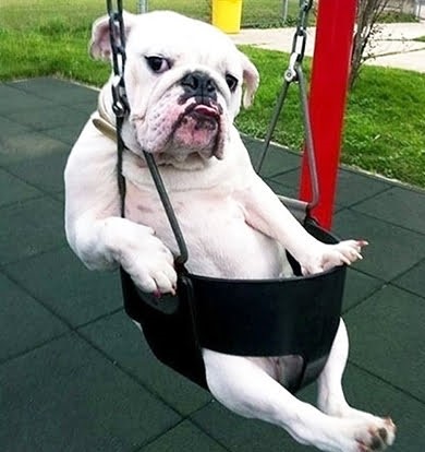 Bulldog in Swing